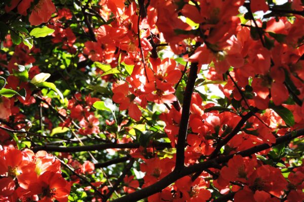 Chaenomeles japonica - Flowers