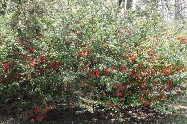 Chaenomeles japonica - Flowering Habit