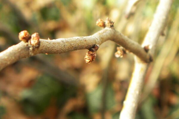 Chaenomeles japonica - Bud