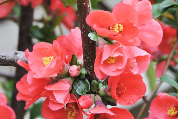 Chaenomeles japonica - Flowers