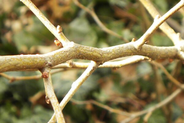 Chaenomeles japonica - Bark and Buds