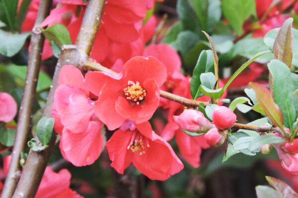 Chaenomeles japonica - Flowers