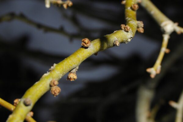 Chaenomeles speciosa ′Cameo′ - Buds