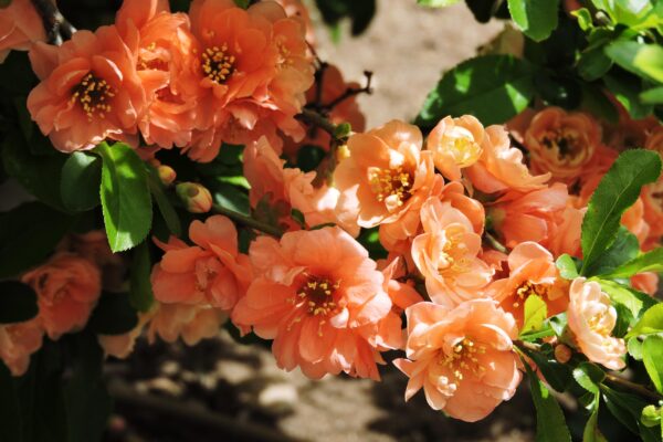 Chaenomeles speciosa ′Cameo′ - Flowers