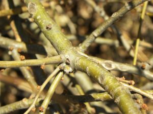 Chaenomeles speciosa ′Cameo′ - Bark and Buds