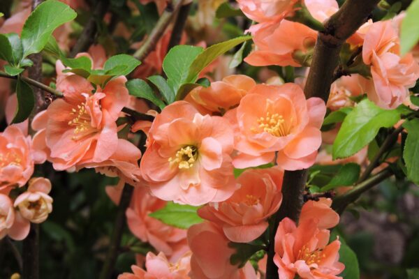 Chaenomeles speciosa ′Cameo′ - Flowers