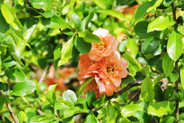 Chaenomeles speciosa ′Cameo′ - Foliage and Flowers
