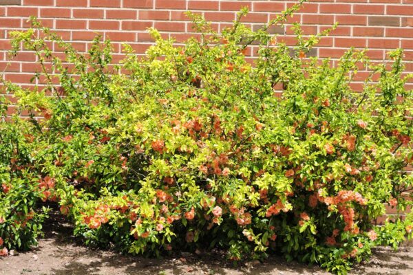 Chaenomeles speciosa ′Cameo′ - Flowering Habit