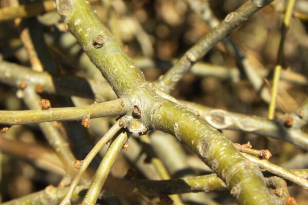 Chaenomeles speciosa ′Cameo′ - Bark and Buds