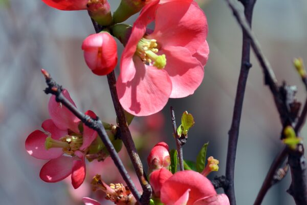 Chaenomeles speciosa - Flowers