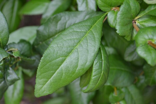 Chaenomeles speciosa - Leaf