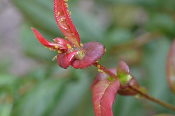 Chaenomeles speciosa - Bud