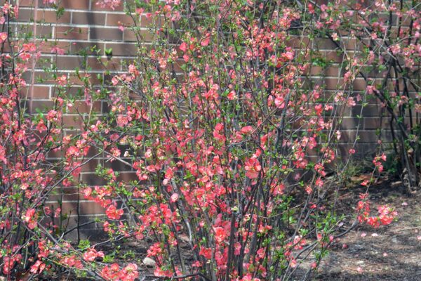 Chaenomeles speciosa - Flowering Overall Shrub