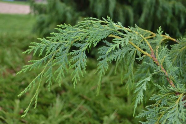 Xanthocyparis nootkatensis - Foliage