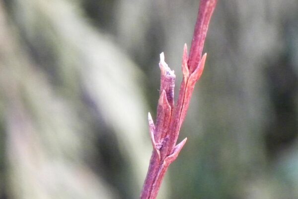 Xanthocyparis nootkatensis - Buds