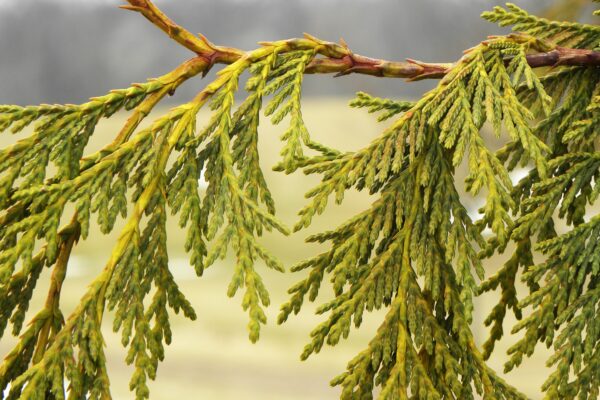 Xanthocyparis nootkatensis - Branch in Winter
