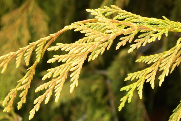 Xanthocyparis nootkatensis - Foliage in Winter