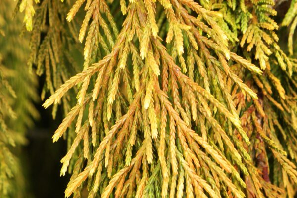 Xanthocyparis nootkatensis - Winter Foliage