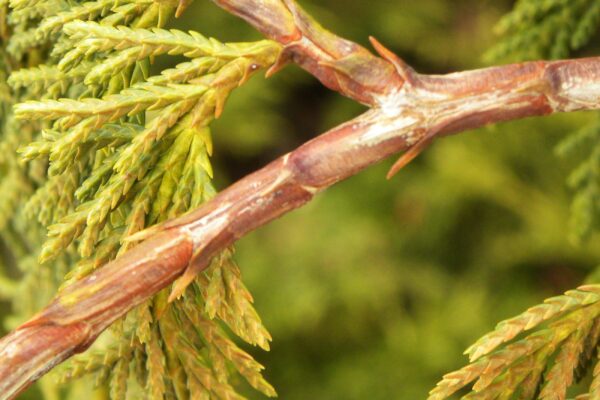 Xanthocyparis nootkatensis - Stem