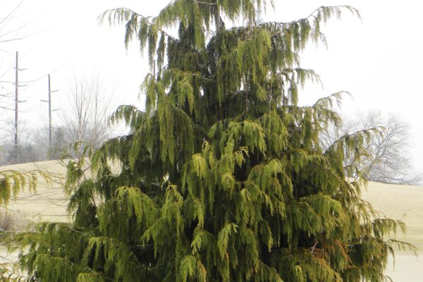 Xanthocyparis nootkatensis - Winter Habit