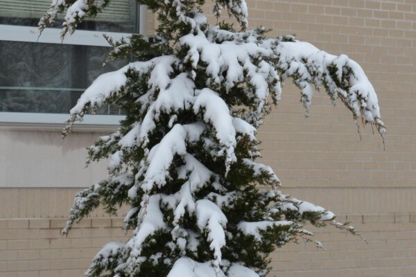 Xanthocyparis nootkatensis - Winter Interest