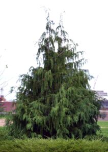 Xanthocyparis nootkatensis - Overall Habit