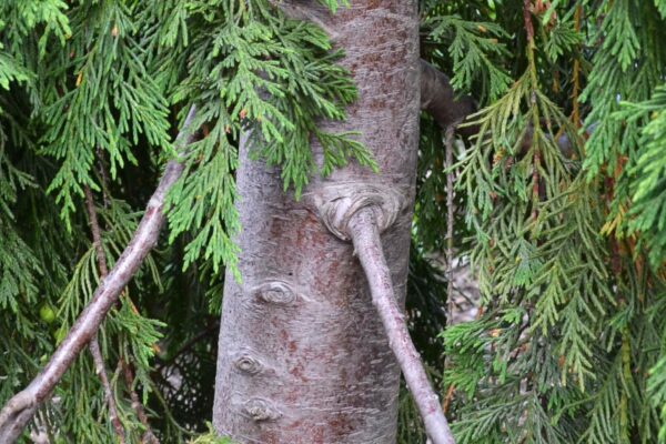 Xanthocyparis nootkatensis - Young Bark