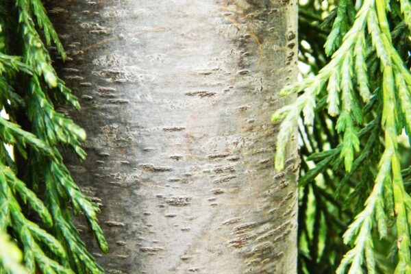Xanthocyparis nootkatensis - Young Bark