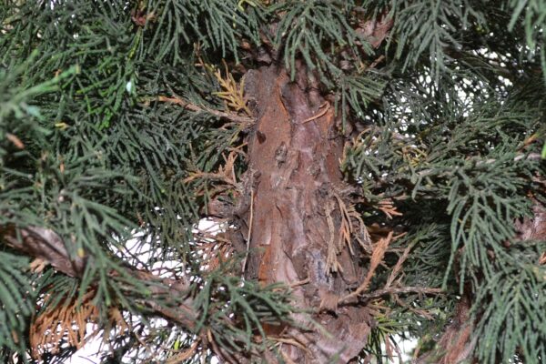 Xanthocyparis nootkatensis - Mature Bark