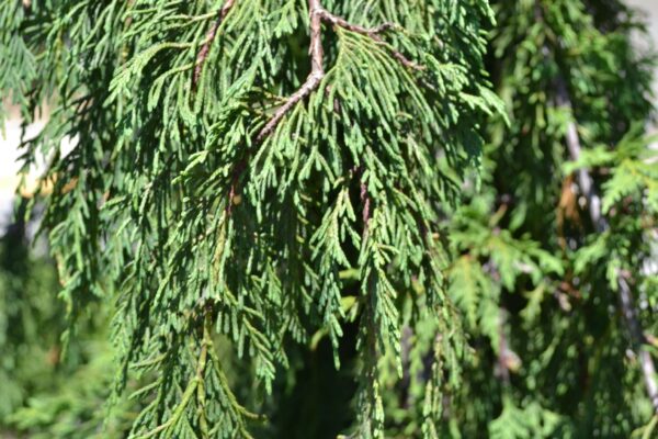Xanthocyparis nootkatensis - Foliage