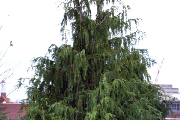 Xanthocyparis nootkatensis - Overall Habit