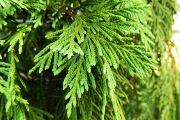 Xanthocyparis nootkatensis - Foliage