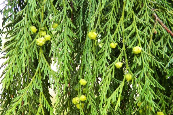 Xanthocyparis nootkatensis - Cones & Foliage