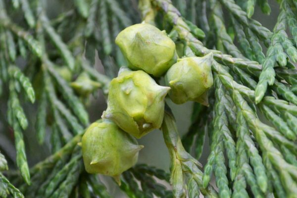Xanthocyparis nootkatensis - Cones