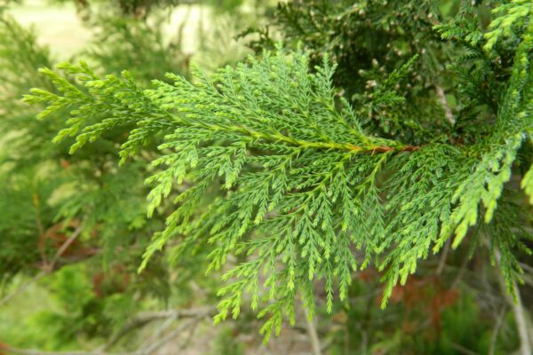 Chamaecyparis pisifera - Foliage