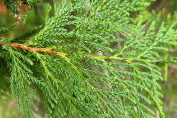 Chamaecyparis pisifera - Foliage