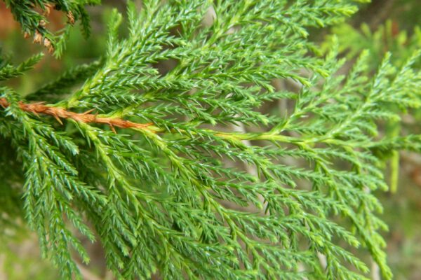 Chamaecyparis pisifera - Foliage