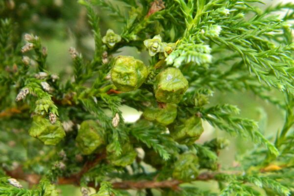 Chamaecyparis pisifera - Immature Fruits (Cones)