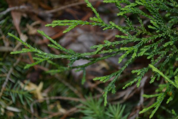 Chamaecyparis pisifera ′Filifera′ - Foliage