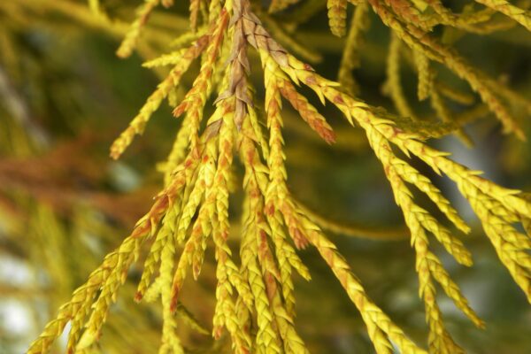 Chamaecyparis pisifera ′Golden Mop′ - Foliage