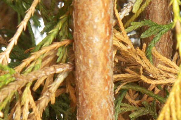 Chamaecyparis pisifera ′Golden Mop′ - Bark
