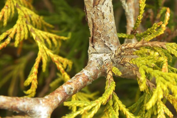 Chamaecyparis pisifera ′Golden Mop′ - Bark and Foliage