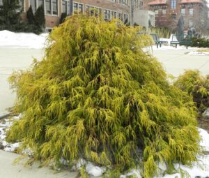 Chamaecyparis pisifera ′Golden Mop′ - Winter Habit