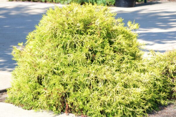 Chamaecyparis pisifera ′Golden Mop′ - Summer Habit