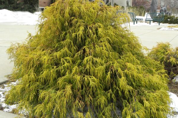 Chamaecyparis pisifera ′Golden Mop′ - Winter Habit