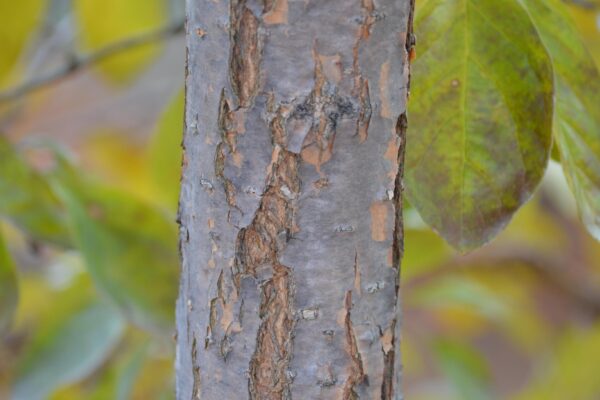Chionanthus retusus - Bark