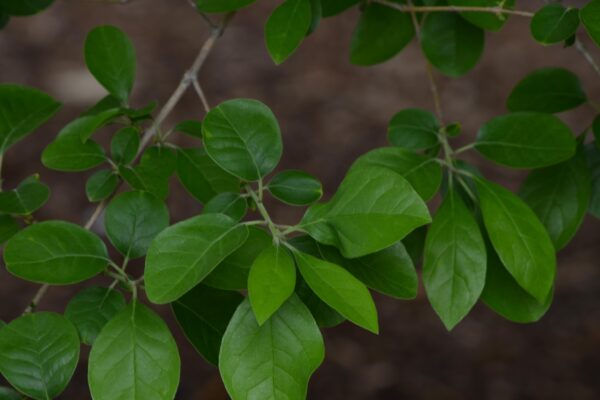 Chionanthus retusus - Leaves