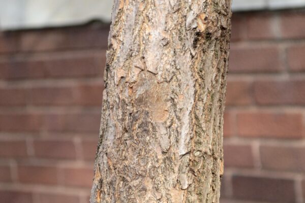 Chionanthus retusus - Bark