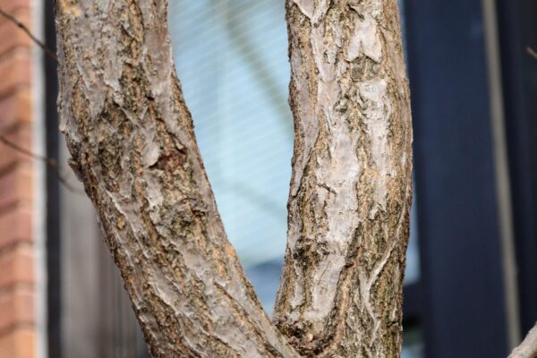 Chionanthus retusus - Bark