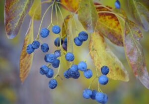 Chionanthus retusus - Older fruits surrounded by fall foliage